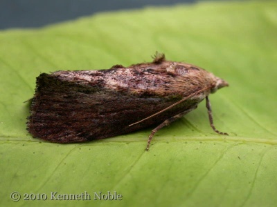 Galleria mellonella (wax moth) Kenneth Noble